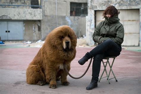 Once-Prized Tibetan Mastiffs Are Discarded as Fad Ends in China - The New York Times