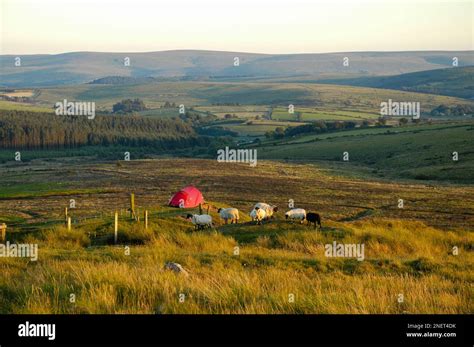 Wild camping Dartmoor National Park Stock Photo - Alamy