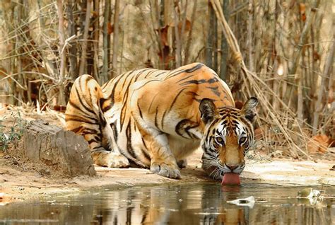 Bengal Tiger Facts | CRITTERFACTS