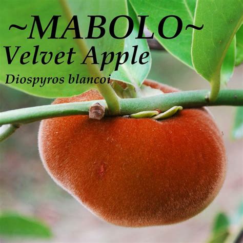 Polynesian Produce Stand : ~MABOLO~ Velvet Apple Fruit Tree Diospyros blancoi LIVE RARE SEEDLING