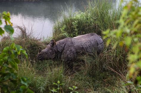 Rhino Chitwan National Park - Free photo on Pixabay