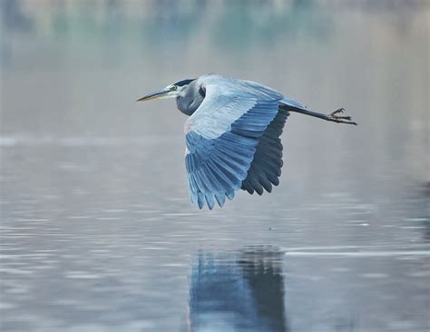 Back in the U.S.A.: Great Blue Heron Flying By