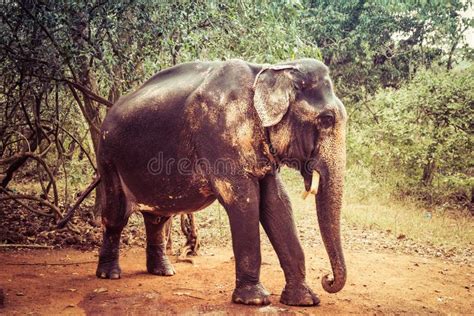 Indian Elephant with Tusks Cut Off Stock Image - Image of large, indian: 145416427