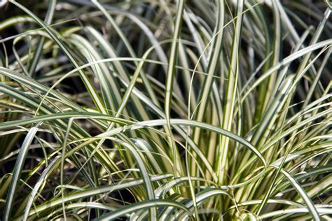 Carex oshimensis 'Evergold' (v) – Ballyrobert Gardens