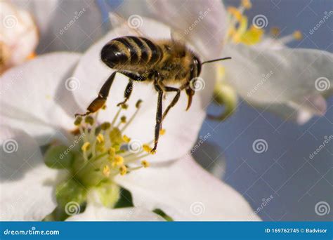 Honey Bee, Pollination Process Stock Image - Image of death, close ...