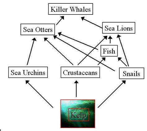 Food Chain Of The Sea Otter