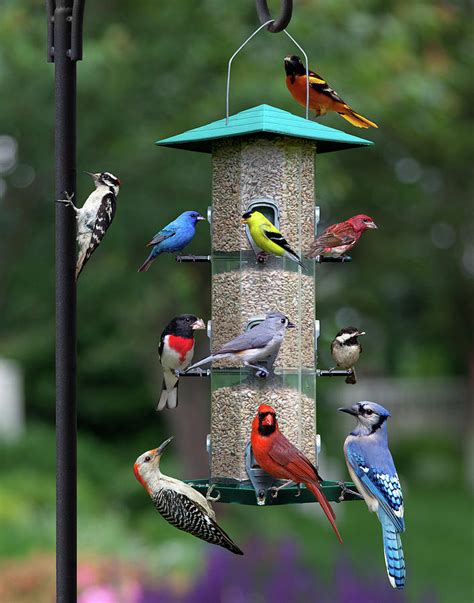 Backyard Bird Feeder Photograph by Larry Landolfi - Fine Art America