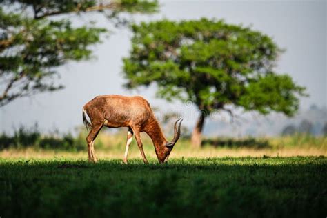 Blesbok in Mlilwane Wildlife Sanctuary in Eswatini or Swaziland Editorial Stock Image - Image of ...