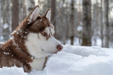 25 Different Types Of Huskies That Will Blow You Away