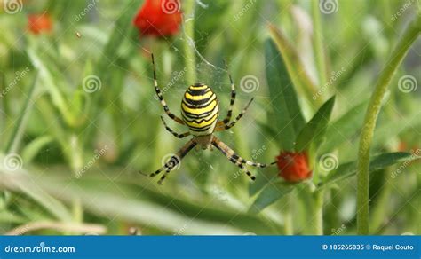 Spider in its habitat stock image. Image of wildlife - 185265835