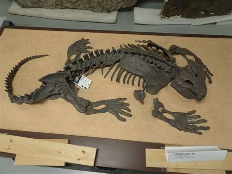 Skeleton of Diadectes from the early Permian of Texas, one of the ...