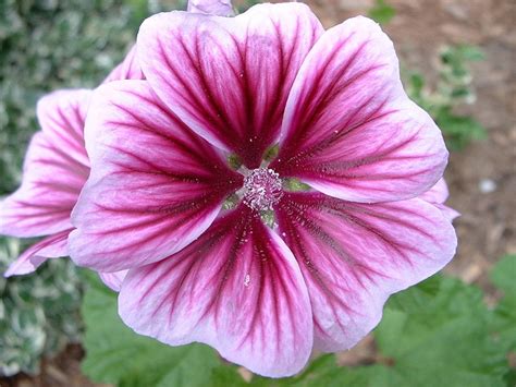 How to Plant and Grow Hardy Perennial Geraniums - Dengarden