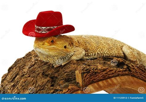 Bearded Dragon With Hat Stock Photos - Image: 11125913