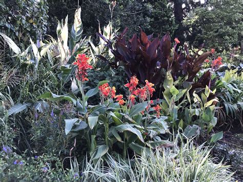 Cannas, Geelong Botanic Gardens | Leonie Bourke | Flickr