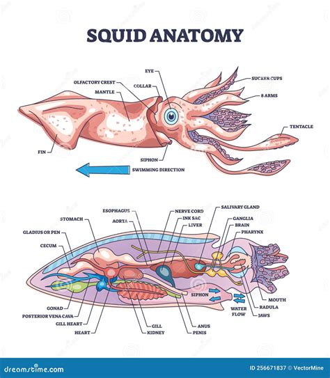 Male Squid Anatomy