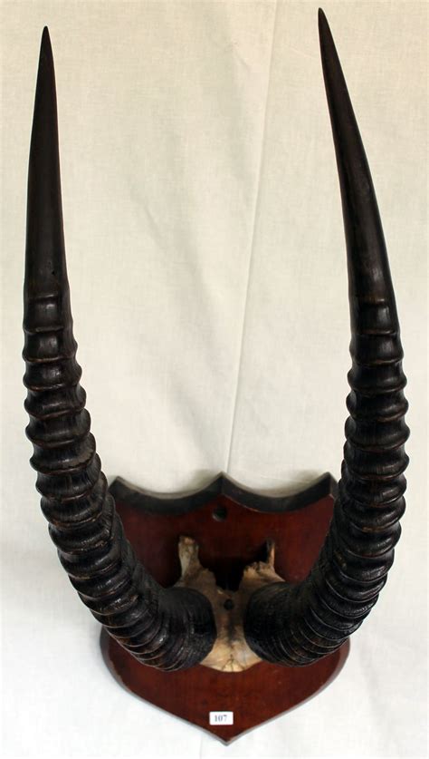 Mounted Sable Antelope Horns - Natural History - Industry Science ...