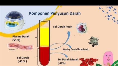 Materi Komponen Darah Pada Manusia Mapel Biologi Kelas Smama | The Best Porn Website