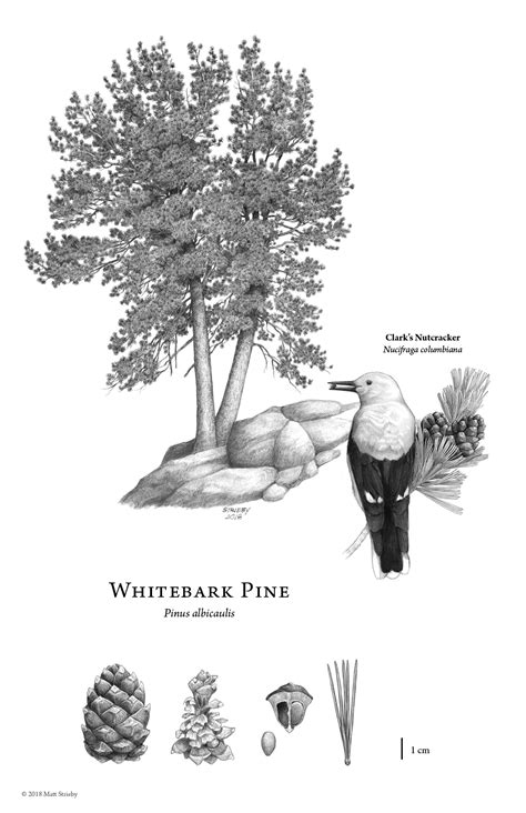 Pinus (pine) description - The Gymnosperm Database