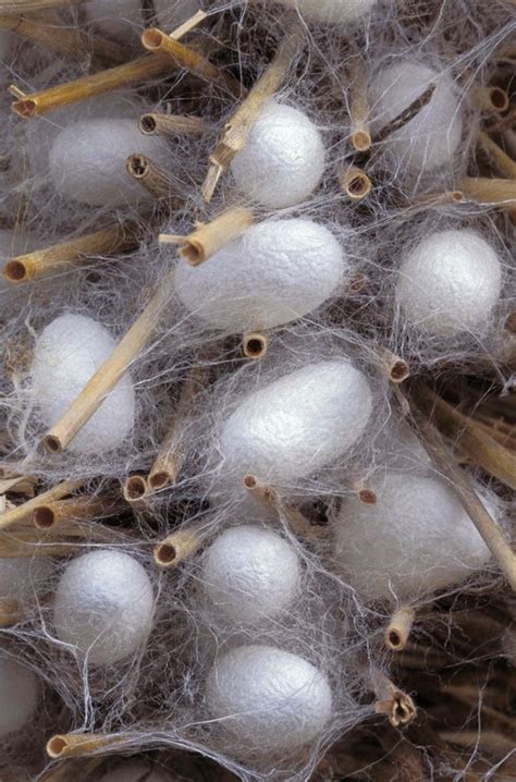 Lovely Silkworm Cocoons | Silkworm cocoon, Cocoon, Silkworm