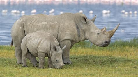 White Rhino | The Life of Animals