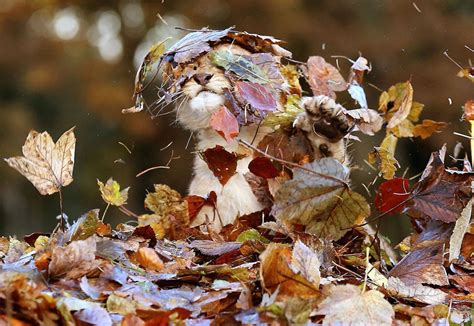 15+ Animals Enjoying The Magic Of Autumn | Bored Panda