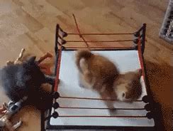 Black and Ginger Kitten Boxing in a Mini Ring