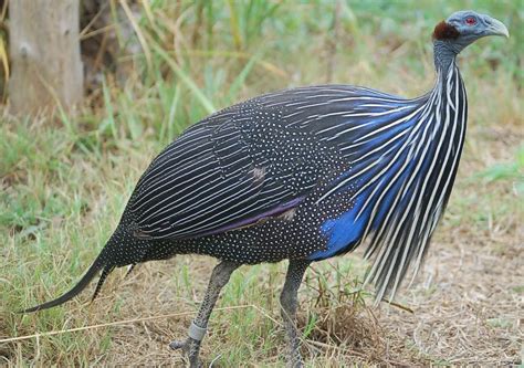 Vulturine Guineafowl – Acryllium vulturinium - Birds