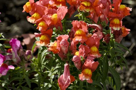 Snapdragon Flower Meaning | Best Flower Site