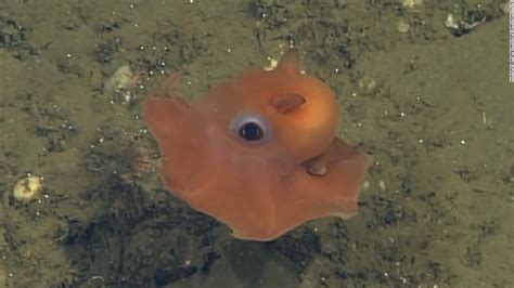 'Cute' octopus may be new species - CNN Video