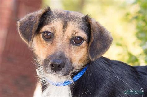 Mavis the Miniature Wire-Haired Dachshund Mix