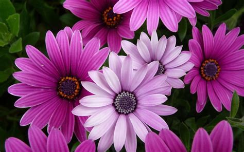 Purple Chrysanthemums Wallpaper 2560x1600 : Wallpapers13.com