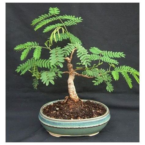 bonsai mimosa tree | Bonsai plants, Bonsai tree, Mimosa tree