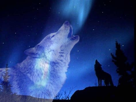 10 Latest Images Of Wolves Howling At The Moon FULL HD 1080p For PC Desktop 2024