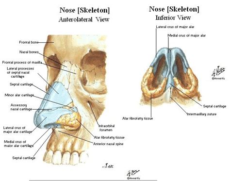 Nose Cartilage Diagram