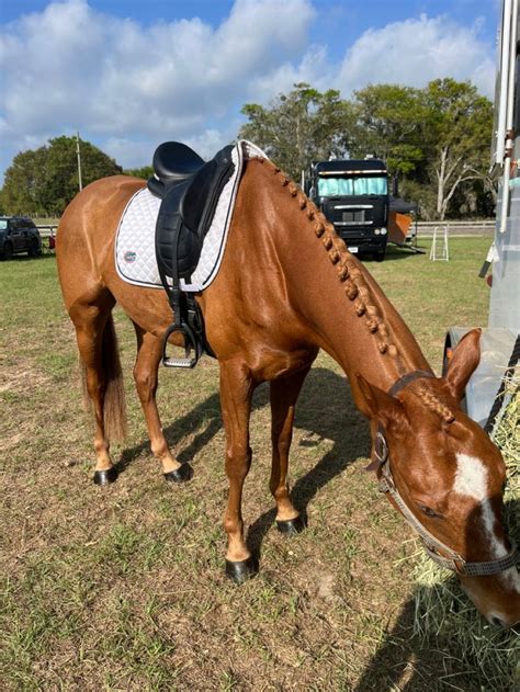 Horse Show in 2024 | Brown horse, Dressage horses, Chestnut horse