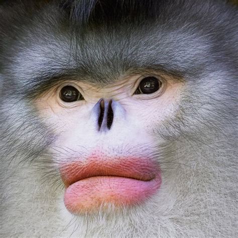 If anyone knows this monkey species please share, the face is amazing ...