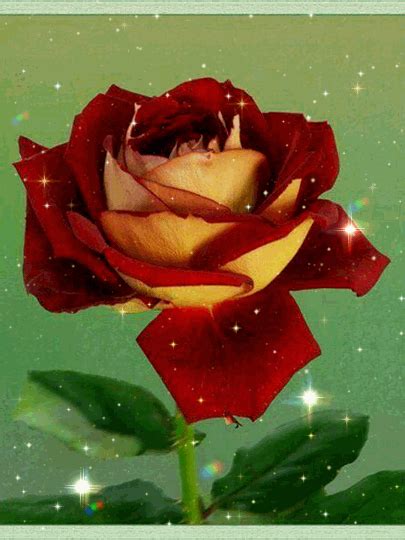 Beautiful Rose Flowers, Rose Wallpaper, Photo Effects, Photo Lab, Dora, Landscape Art, Photo ...