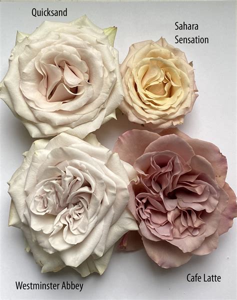 Rose Color Study – Dusty Mauve Roses – Flirty Fleurs The Florist Blog – Inspiration for Floral ...