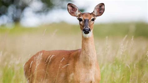 Missouri hunters harvest more than 178,000 deer during fall season