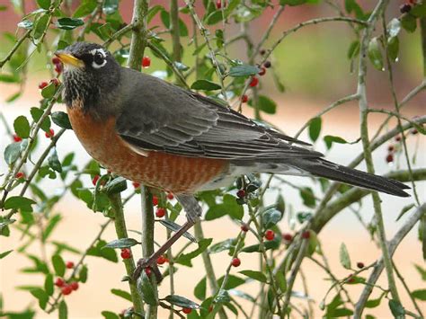 Top 10 Best Singing Birds In The World - The Mysterious World