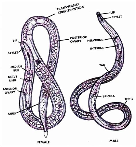 Morphology of male and female root-knot nematodes. (Source: Handoo et... | Download Scientific ...