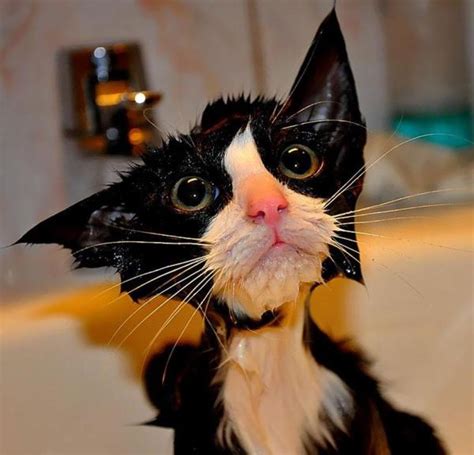 22 Hilarious Pictures Of Wet Cats