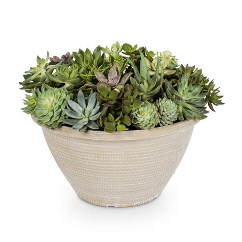 Shop 2-Gallon Succulent mixed (L23140) at Lowes.com