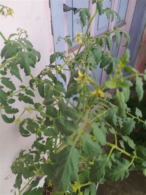 Flowering tomato plants 26124562 Stock Photo at Vecteezy