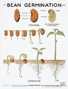 Bean Germination Chart | Sargent Welch