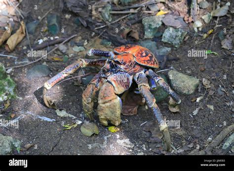 christmas island coconut crabs