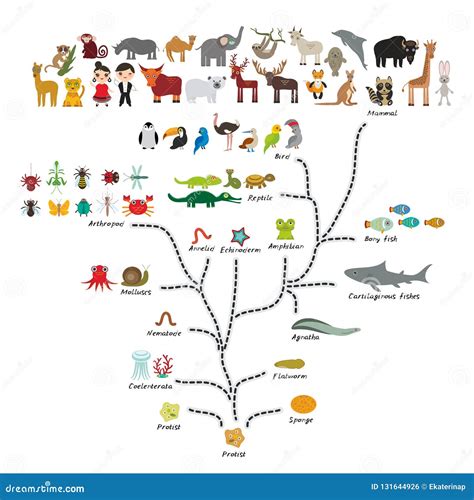 Evolución En Biología, Evolución Del Esquema De Los Animales Aislados ...