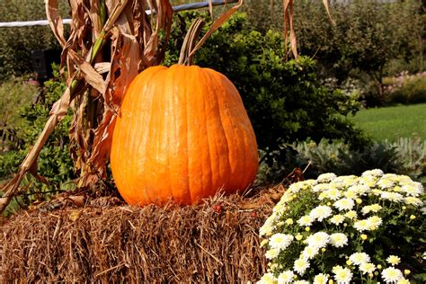 Pumpkin On Hay Bale Free Stock Photo - Public Domain Pictures