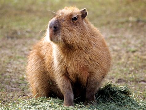 Capybara | Zoo