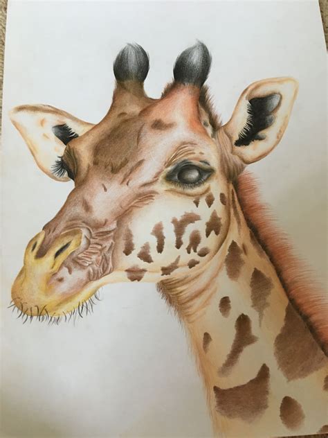 Realistic Giraffe Drawing : Giraffe Drawing | giraffe pencil drawing by ...